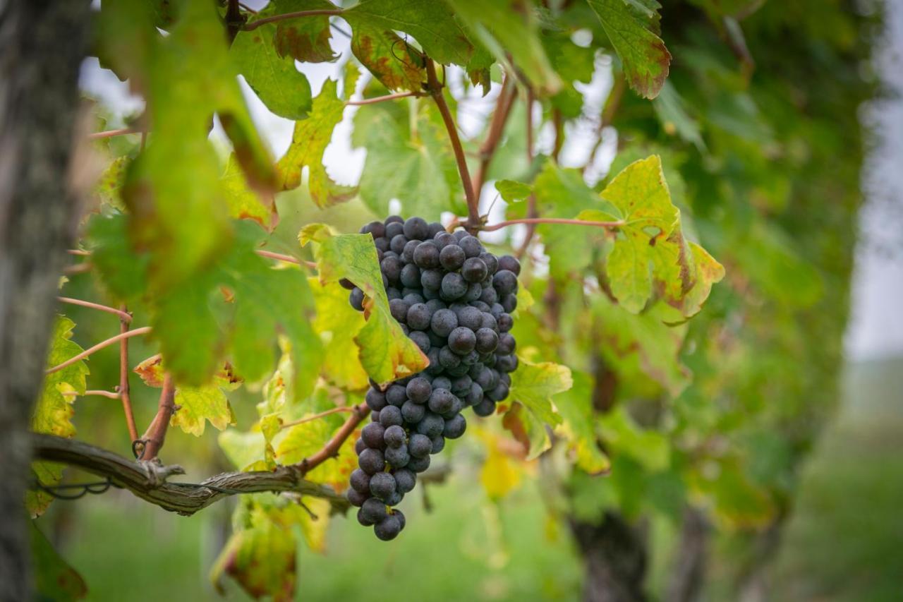 Ca Trifolera Barbaresco - Romantico Cascinale Con Antica Cantina Nel Cuore Delle Langhe - Degustazione Vini Nella Nostra Cantina 外观 照片