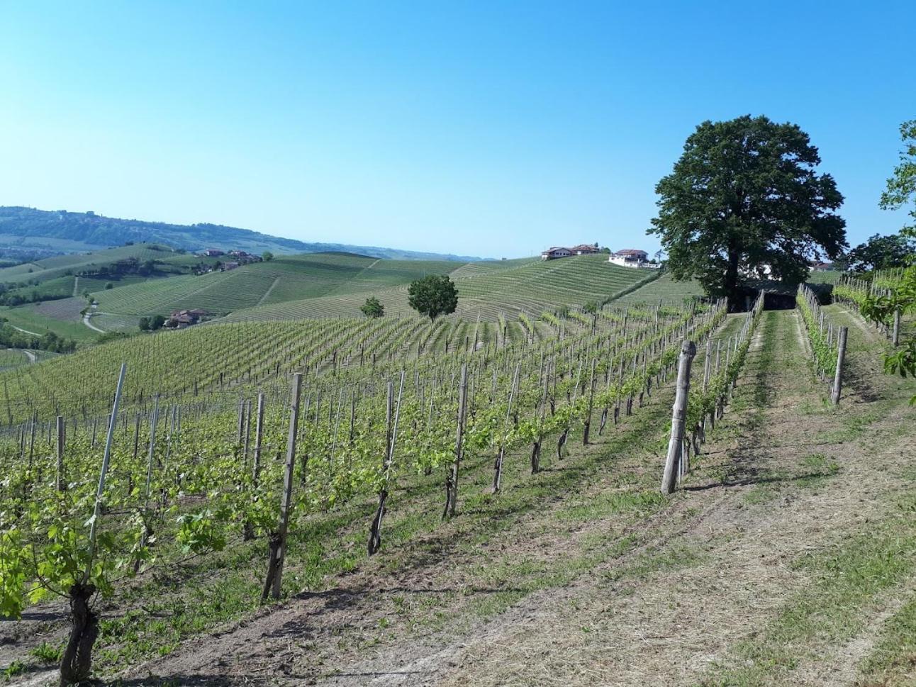 Ca Trifolera Barbaresco - Romantico Cascinale Con Antica Cantina Nel Cuore Delle Langhe - Degustazione Vini Nella Nostra Cantina 外观 照片