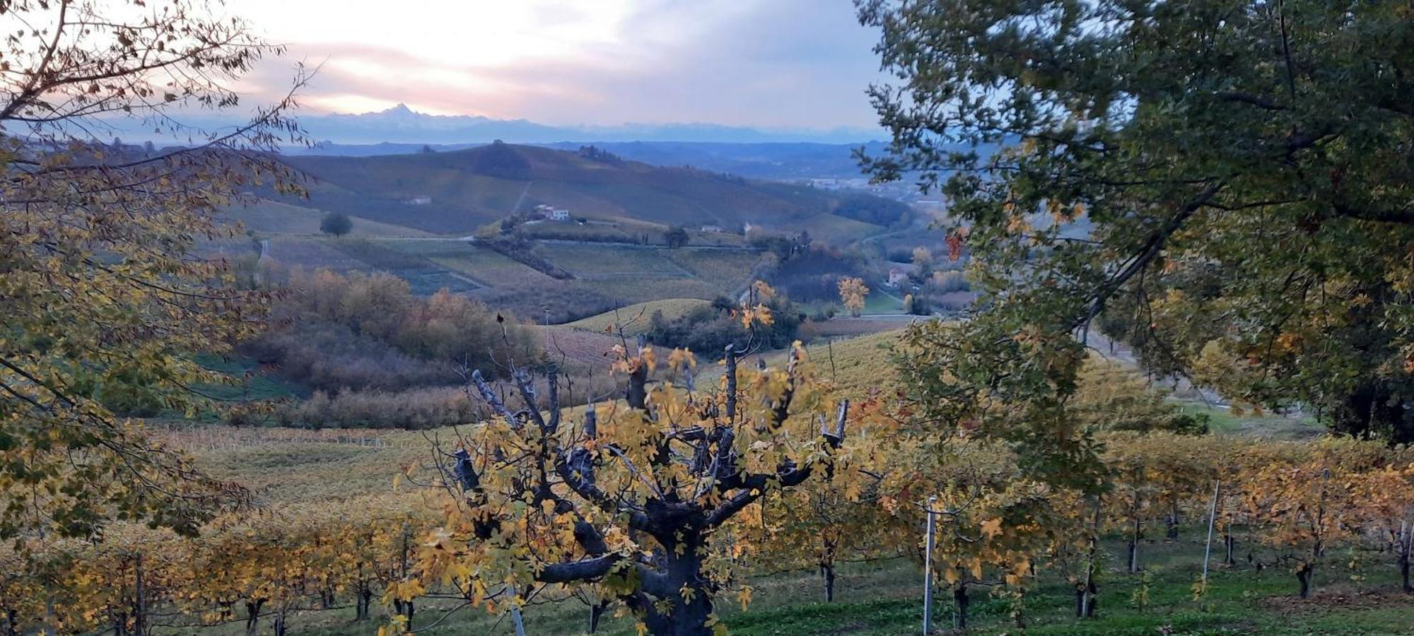 Ca Trifolera Barbaresco - Romantico Cascinale Con Antica Cantina Nel Cuore Delle Langhe - Degustazione Vini Nella Nostra Cantina 外观 照片