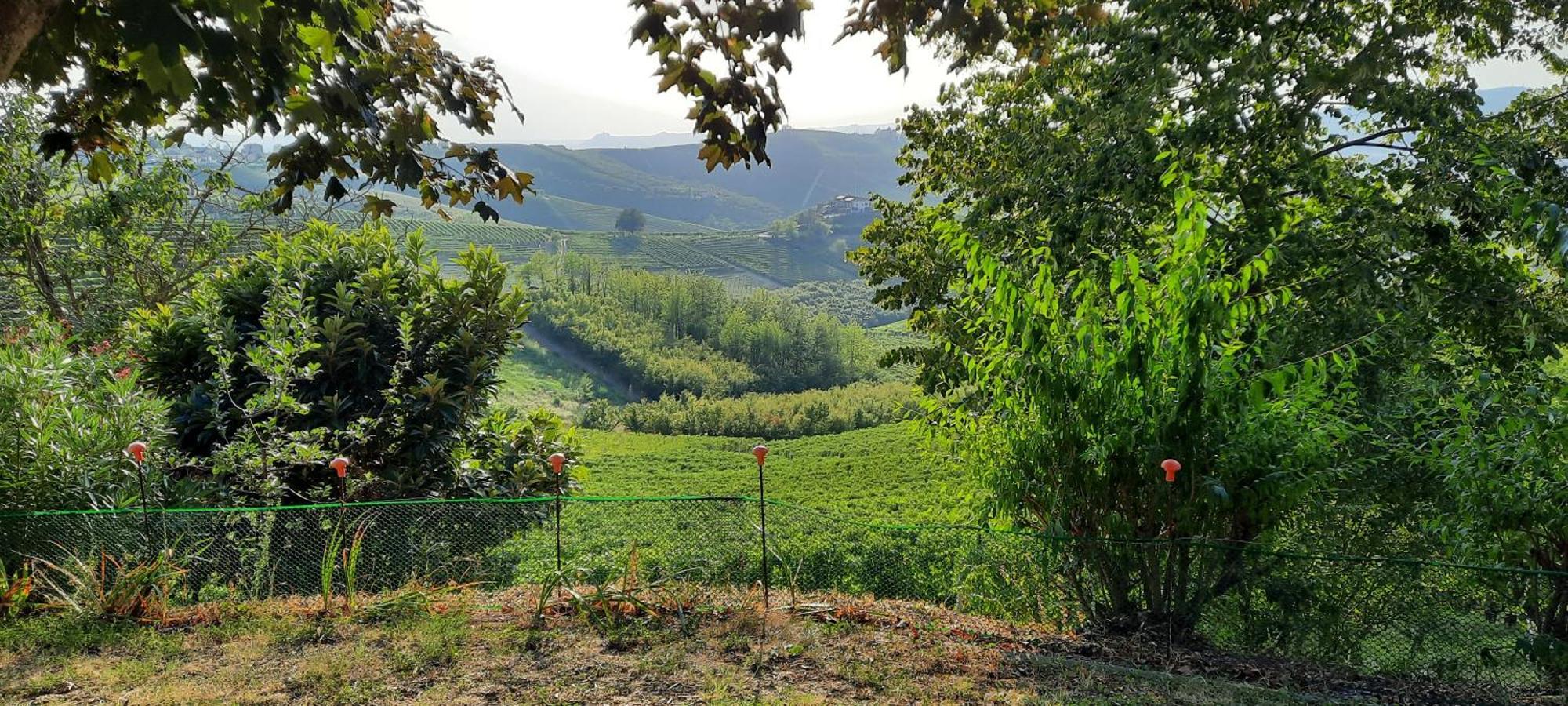 Ca Trifolera Barbaresco - Romantico Cascinale Con Antica Cantina Nel Cuore Delle Langhe - Degustazione Vini Nella Nostra Cantina 外观 照片