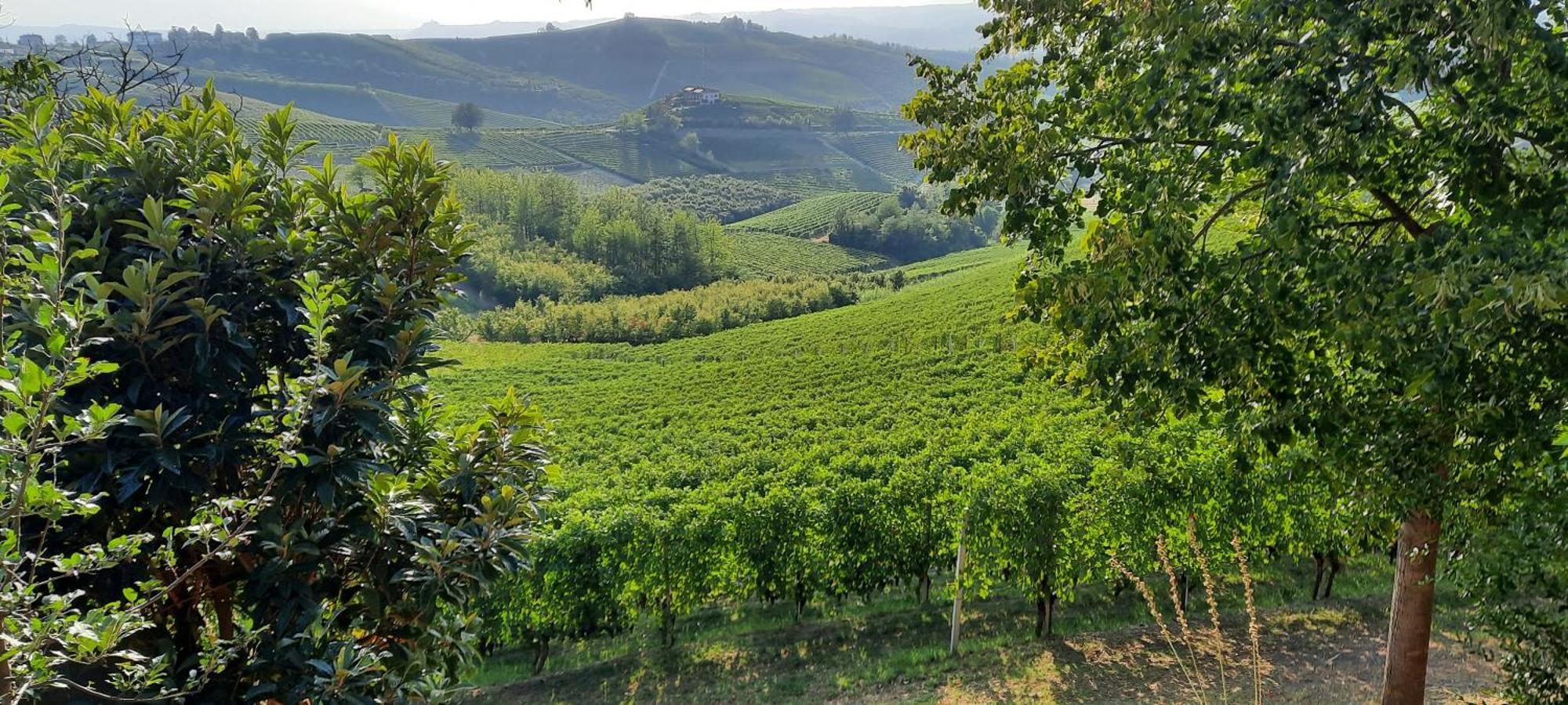 Ca Trifolera Barbaresco - Romantico Cascinale Con Antica Cantina Nel Cuore Delle Langhe - Degustazione Vini Nella Nostra Cantina 外观 照片